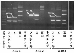 DNAデータ